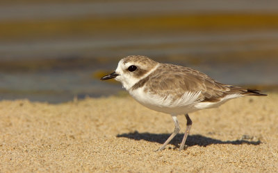 Snowy Plover