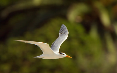 Elegant Tern