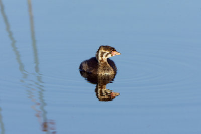 Baby Pied Billed Grebe