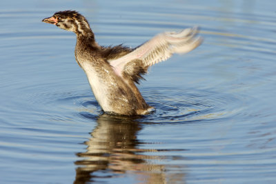 Baby Pied Billed Grebe