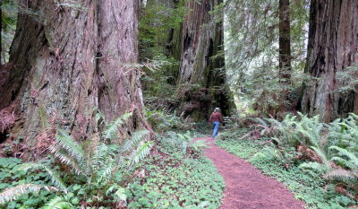 Pacific Coast Redwoods