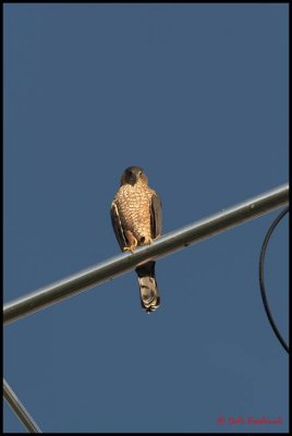 A Coopers Hawk I believe