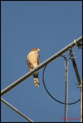 A Coopers Hawk I believe