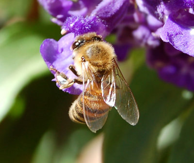  Bee Shot One