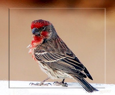 Wind Ruffled House Finch