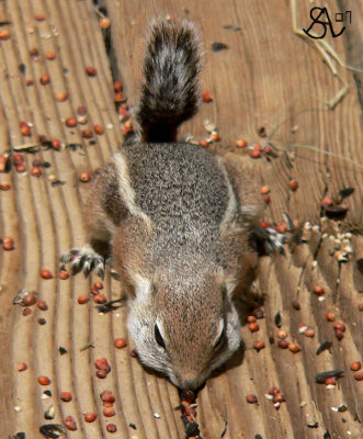 Antelope Squirrel