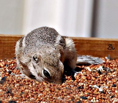 Antelope Squirrel