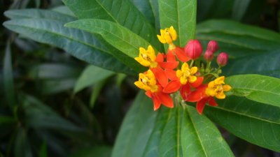 garden flower