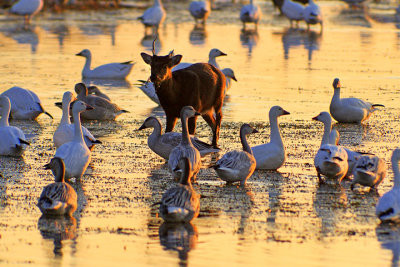 (NOV-2006) A Sika doe finds food among the Snow Geese at Snow Goose Pool.
