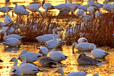 (NOV-2006) Snow Geese rest and feed at Snow Goose Pool.