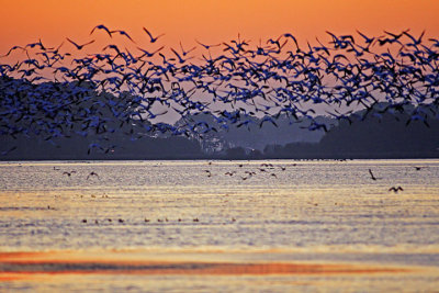 (NOV-2006) A large flock of Snow Geese lifts off from Snow Goose Pool after sunset.