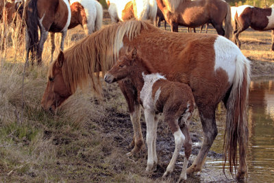 [APRIL 2007] A new foal and its mother enjoy a meal of salt march grass on Assateague Island
