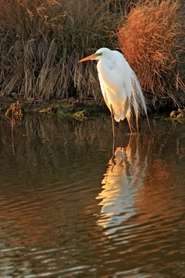 [APRIL 2007] An adult white egret enjoys an April sunset in an Assateague creek