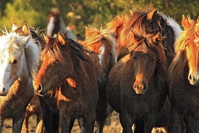 [APRIL 2007] Assateague Island wild horses huddle together as the Chincoteague saltwater cowboys prepare to herd them to safety before the arrival of an approaching Spring storm.