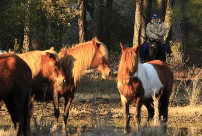 [APRIL 2007] A Chincoteague Fire Dept. saltwater cowboy prepares to move Assateague wild ponies to a safer area before the arrival of a severe Nor'easter.