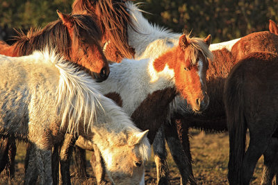 [APRIL 2007] Wild horses at Assateague Island