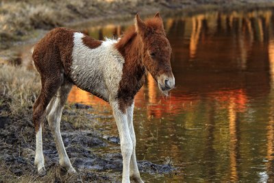 [APRIL 2007] One of the first Spring-time Assateague Island foals: This one is probably only a few days old.