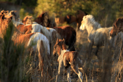 [APRIL 2007] As the herd begins its run to a safer location, the new foal tries to keep up.