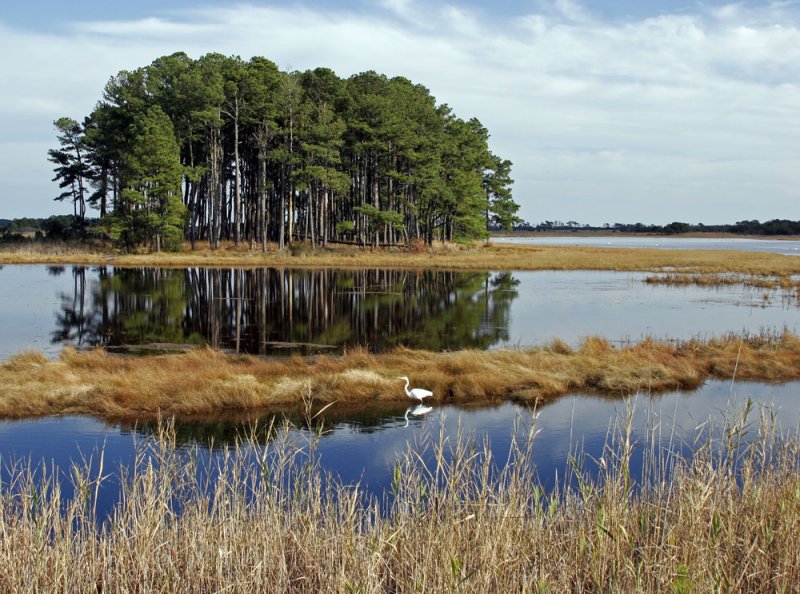 Chincoteague 1.jpg