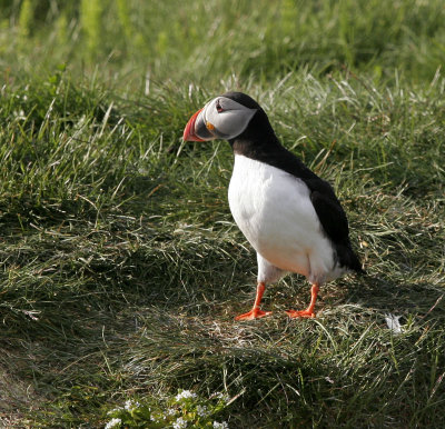  Atlantic Puffins in Iceland