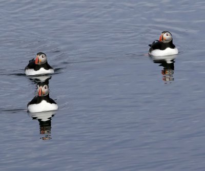 puffin 4.jpg