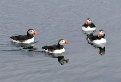 puffin 6.jpg