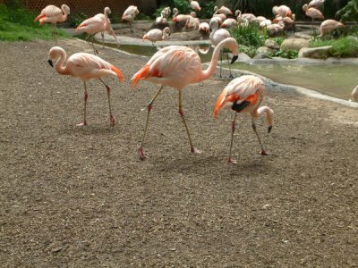 Flamingos?