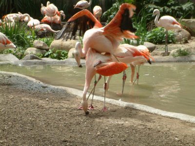 Frisky Flamingos