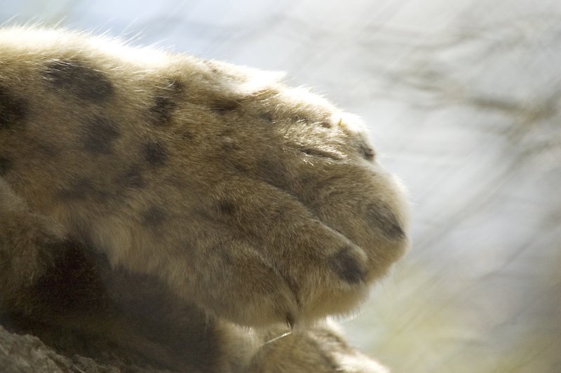 SnowLeopard Paw.jpg