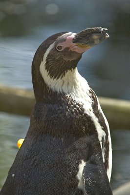 Penguin 1.jpg