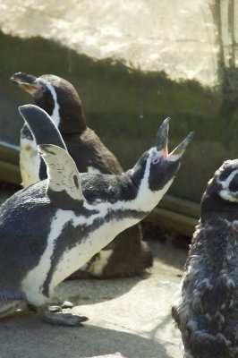 Penguin 2.jpg