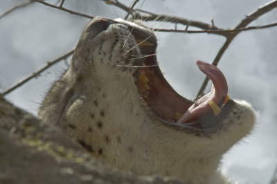 Snow Leopard  Yawn.jpg