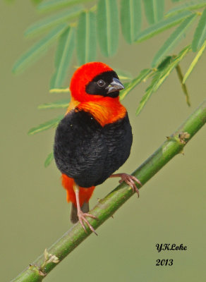 Southern Red Bishop