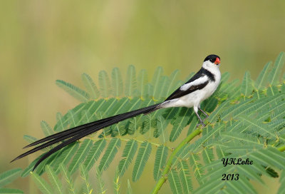 Pin-Tailed Whydah