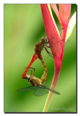 Dragon-Fly Mating.