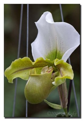 Slipper Orchid