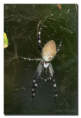 Big Spider.