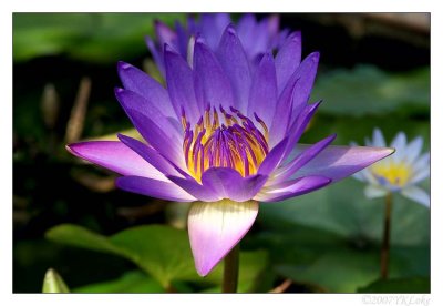 Water- lily