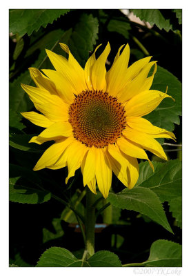Sunflower