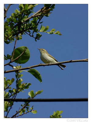 Timor Leaf Warbler