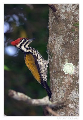 Banded Woodpecker.