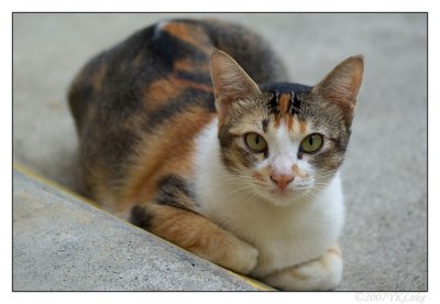 Local Cat (Female)