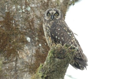 Short-Earned Owl