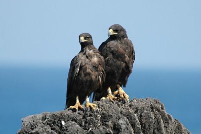 Galapagos Hawks (Male on left, Female on right)
