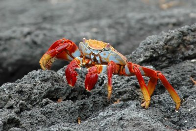 Sally Lightfoot Crab