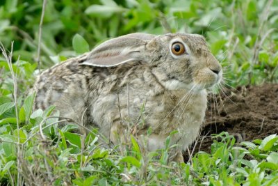 Cape Hare