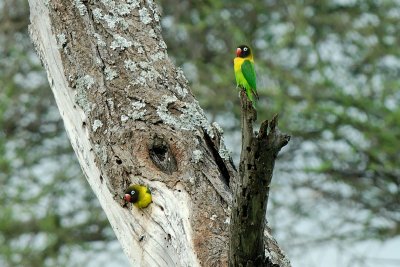 Yellow-collared lovebirds