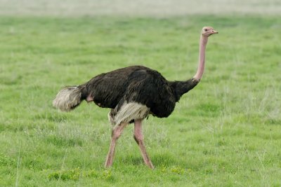 Male Masai Ostrich
