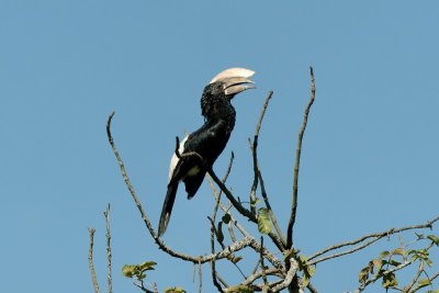 Silver Cheeked Hornbill