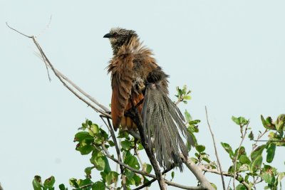 White-browed Coucal showing uropygial gland